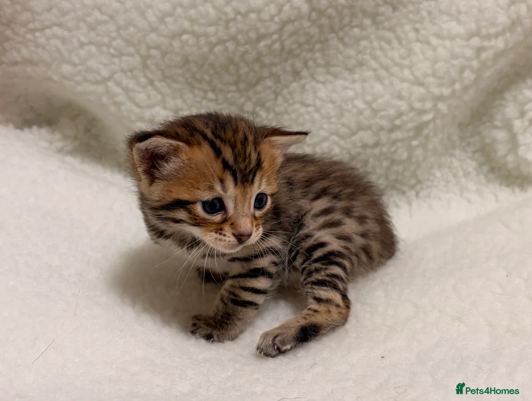 Bengal cats for sale: Bengal kittens - Advert 9