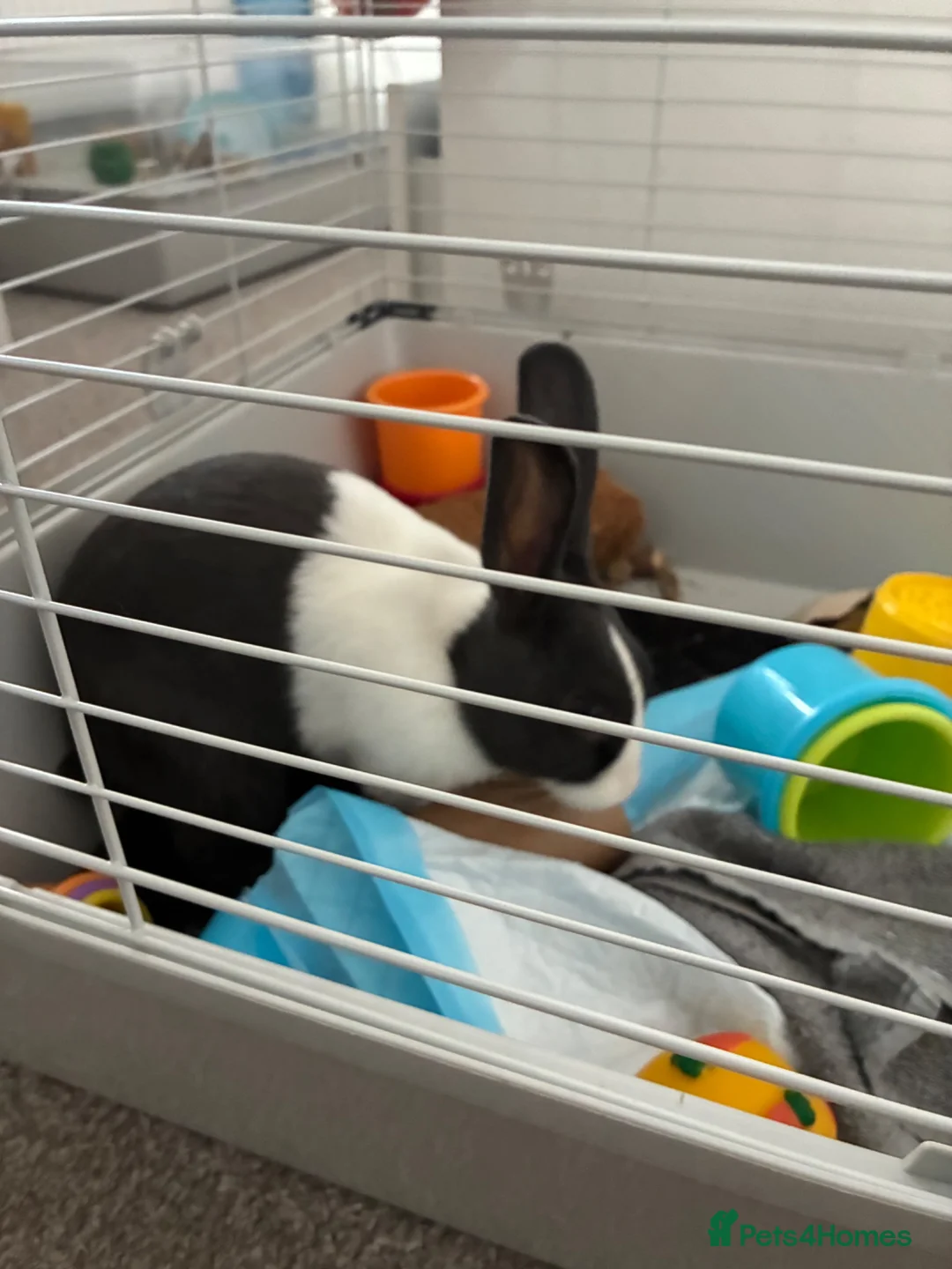 Dutch rabbits for sale: Thumper  - Advert 2