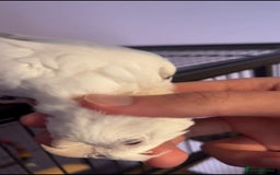 Cockatiels birds for sale: Two male cockatiels - Advert 3