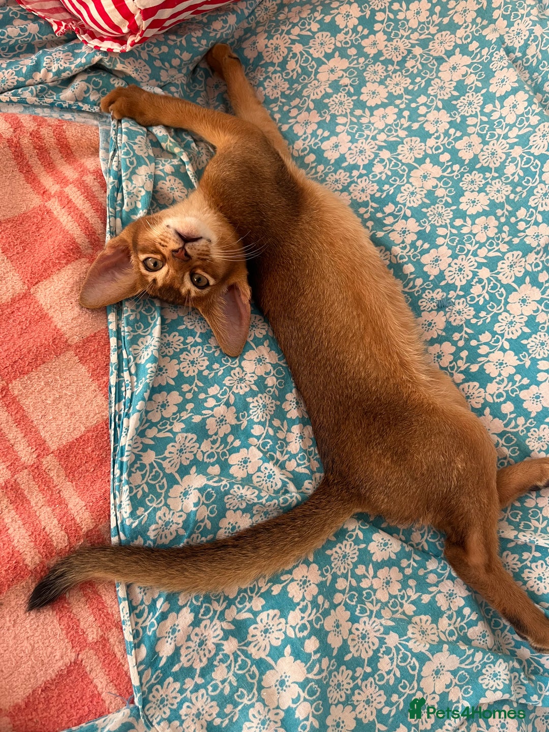 Abyssinian cats for sale: Beautiful Abyssinians kittens - Image 6