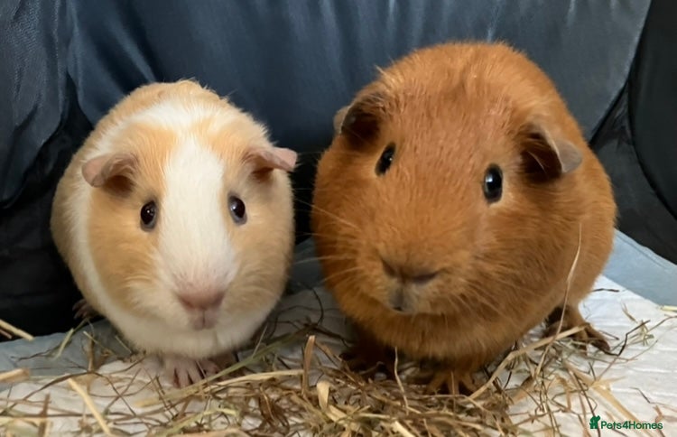 Guinea Pig rodents 2 males for good home - Advert 2