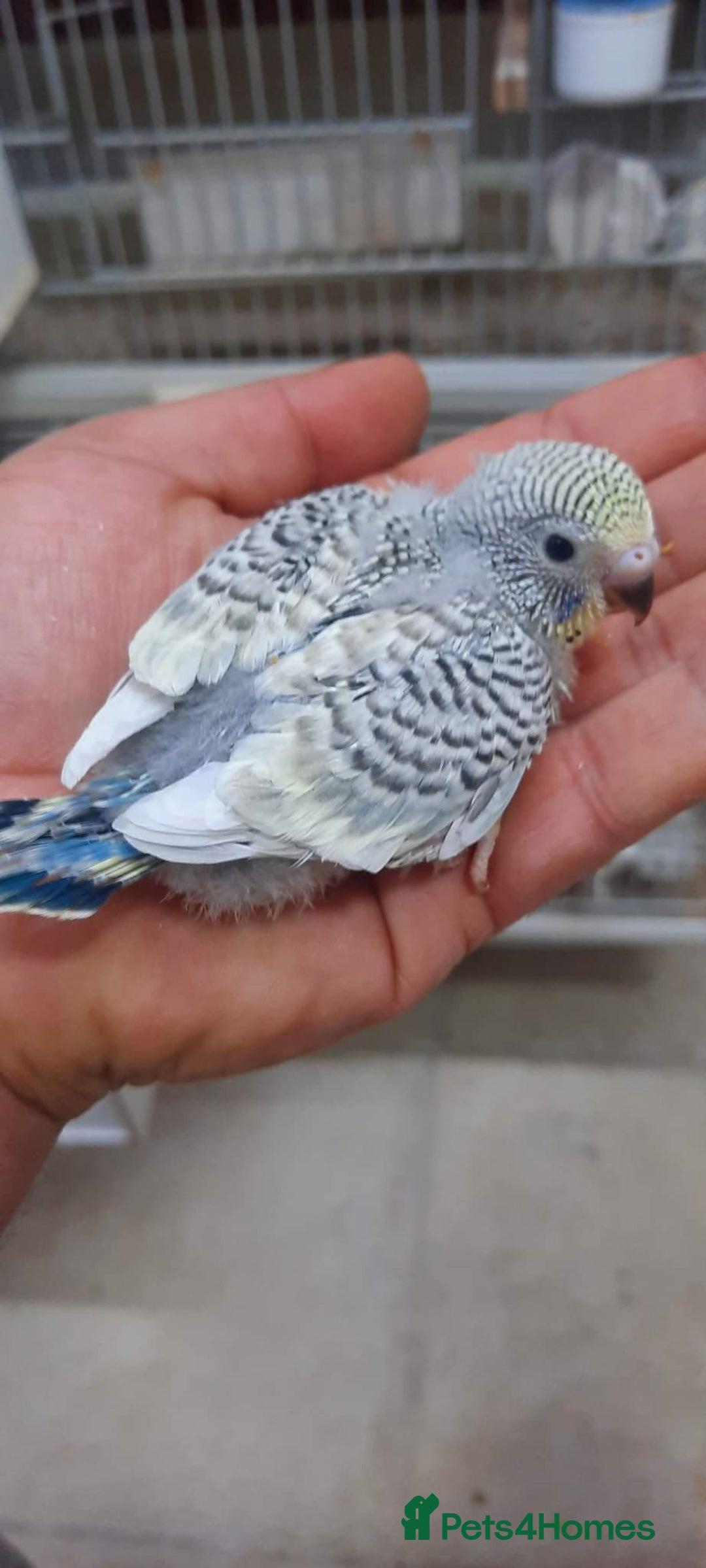 Budgerigars birds for sale: Budgies for sale  - Image 13