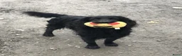 Sprocker dogs for sale: Gentle sprocker puppies - Advert 4