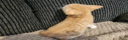 Mixed Breed cats for sale: 3 beautiful kittens  in Stockton-on-Tees - Advert 19