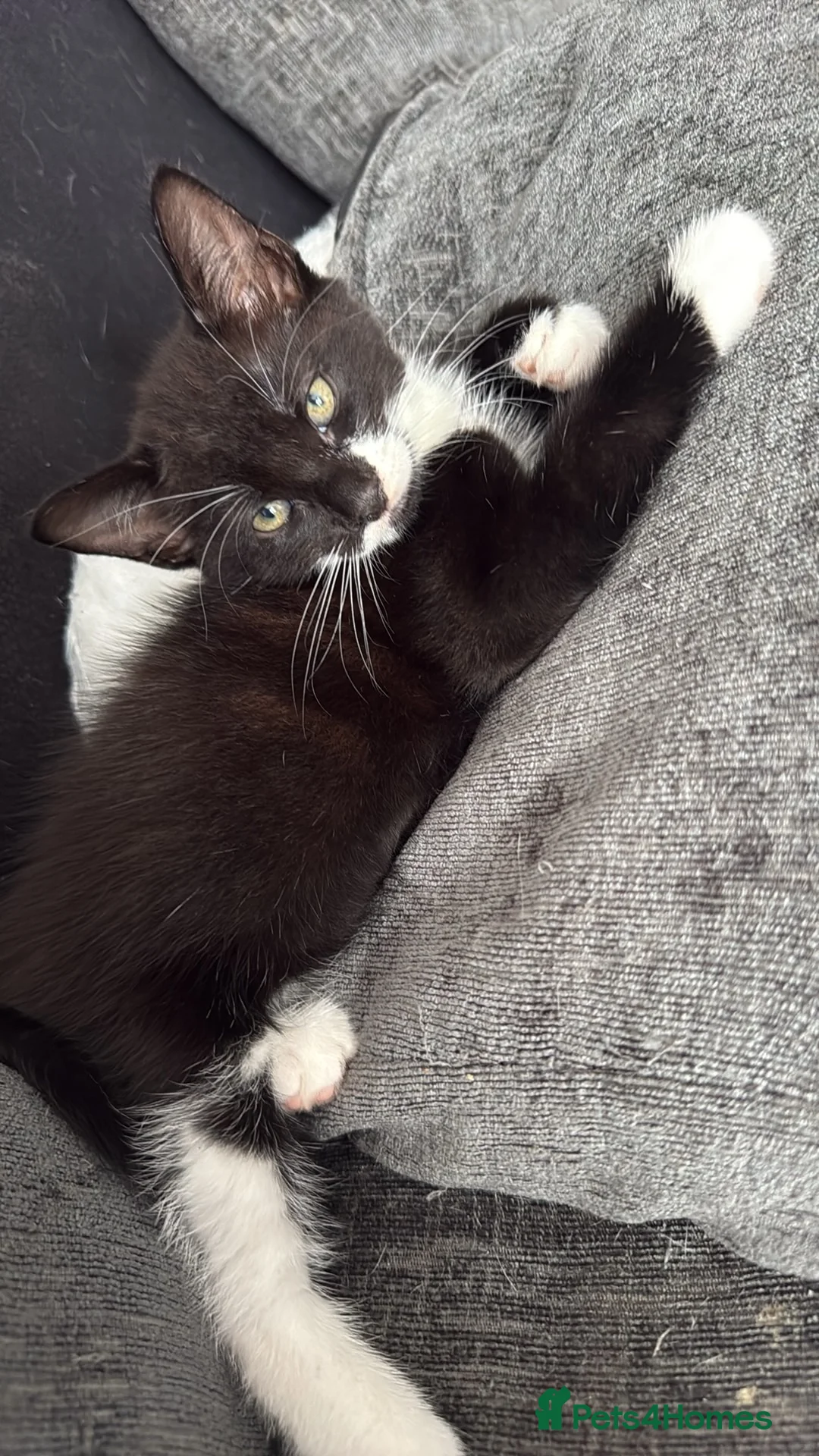European cats for sale: 3 kittens for sale  in Grimsby - Advert 2