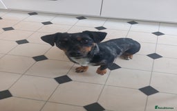 Jack Russell dogs for sale: Beautiful Jack Russell Girl  - Image 1