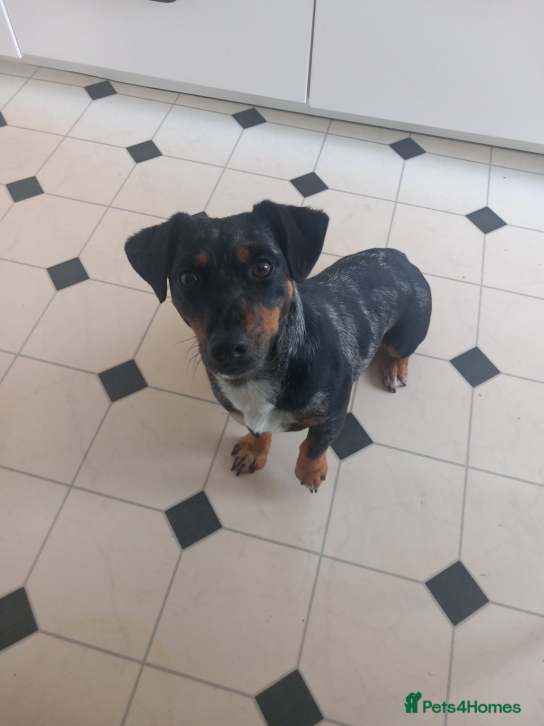 Jack Russell dogs for sale: Beautiful Jack Russell Girl  - Image 1