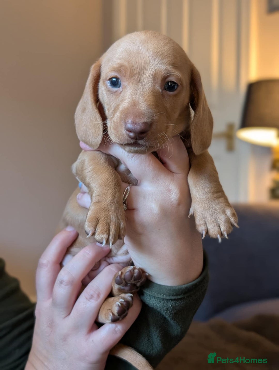 Miniature Dachshund dogs for sale: Now ready to leave 1 beautiful boy leftPRA clear - Advert 12