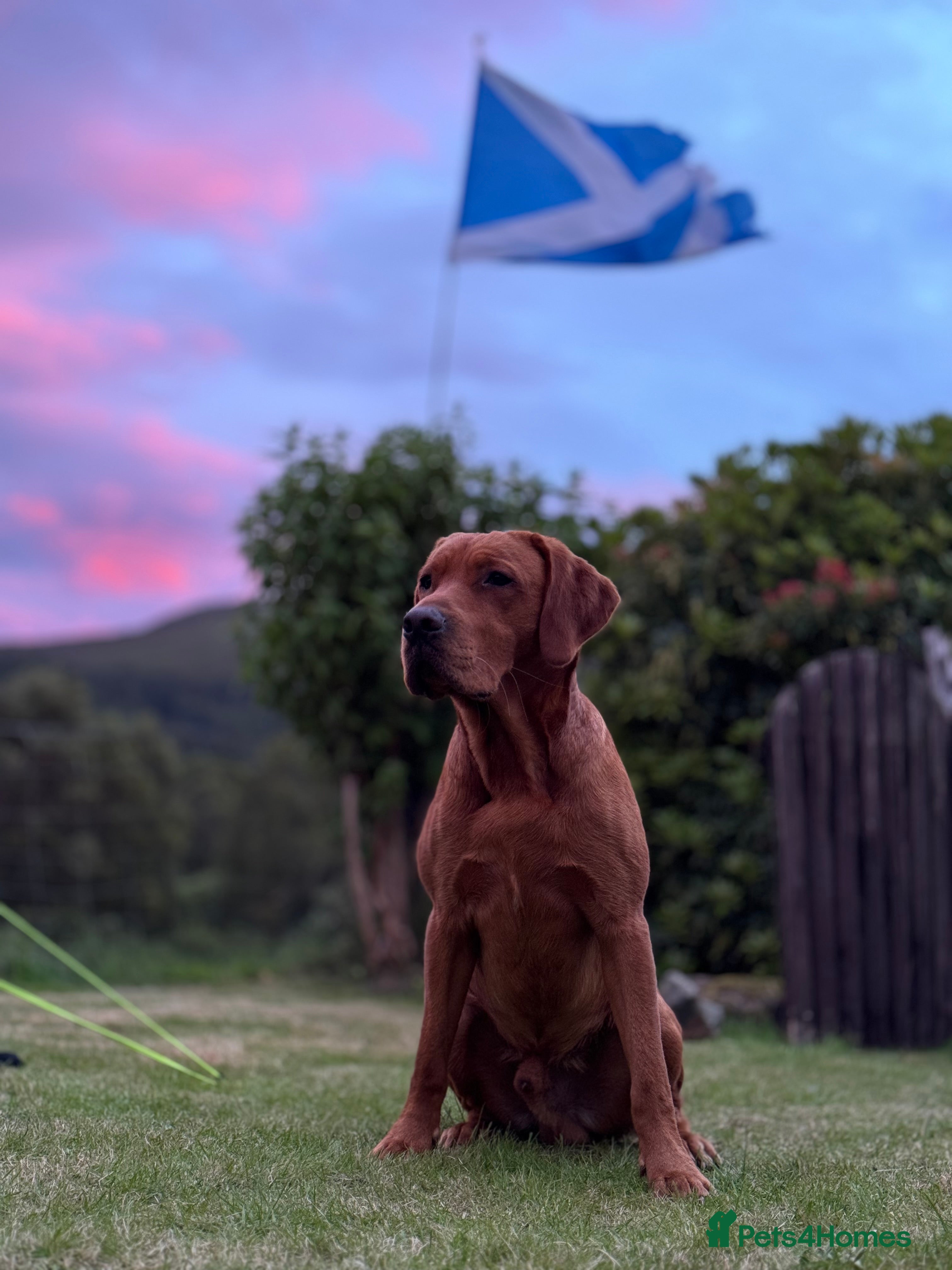 Labrador Retriever dogs Stud Dog – Jura (Morar’s Extravagance) Fox Red - Advert 4