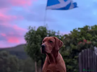 Labrador Retriever dogs Stud Dog – Jura (Morar’s Extravagance) Fox Red - Advert 20