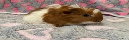 Guinea Pig rodents for sale: Beautiful Guinea pig babies  - Advert 7