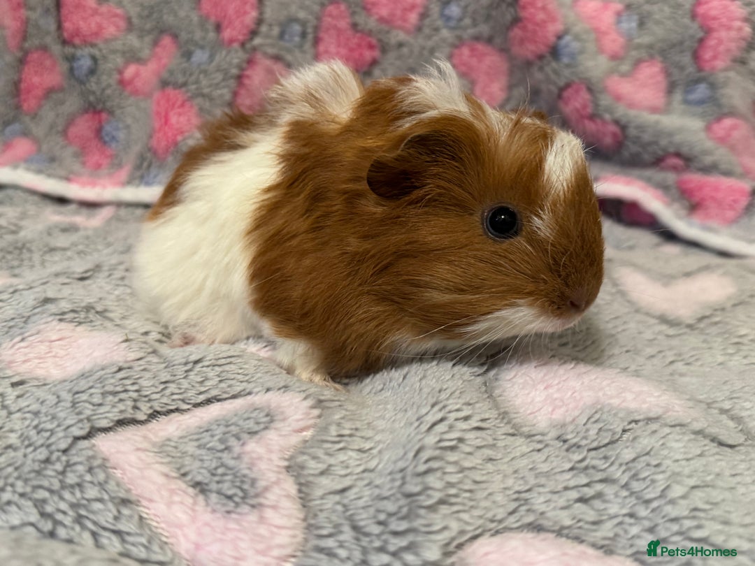 Guinea Pig rodents for sale: Beautiful Guinea pig babies  - Advert 7