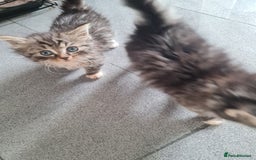 Mixed Breed cats for sale: Ragdoll x Sphynx Kittens - Image 6