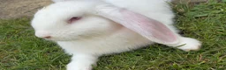 Mini Lop rabbits for sale: Beautiful rabbits  - Advert 4