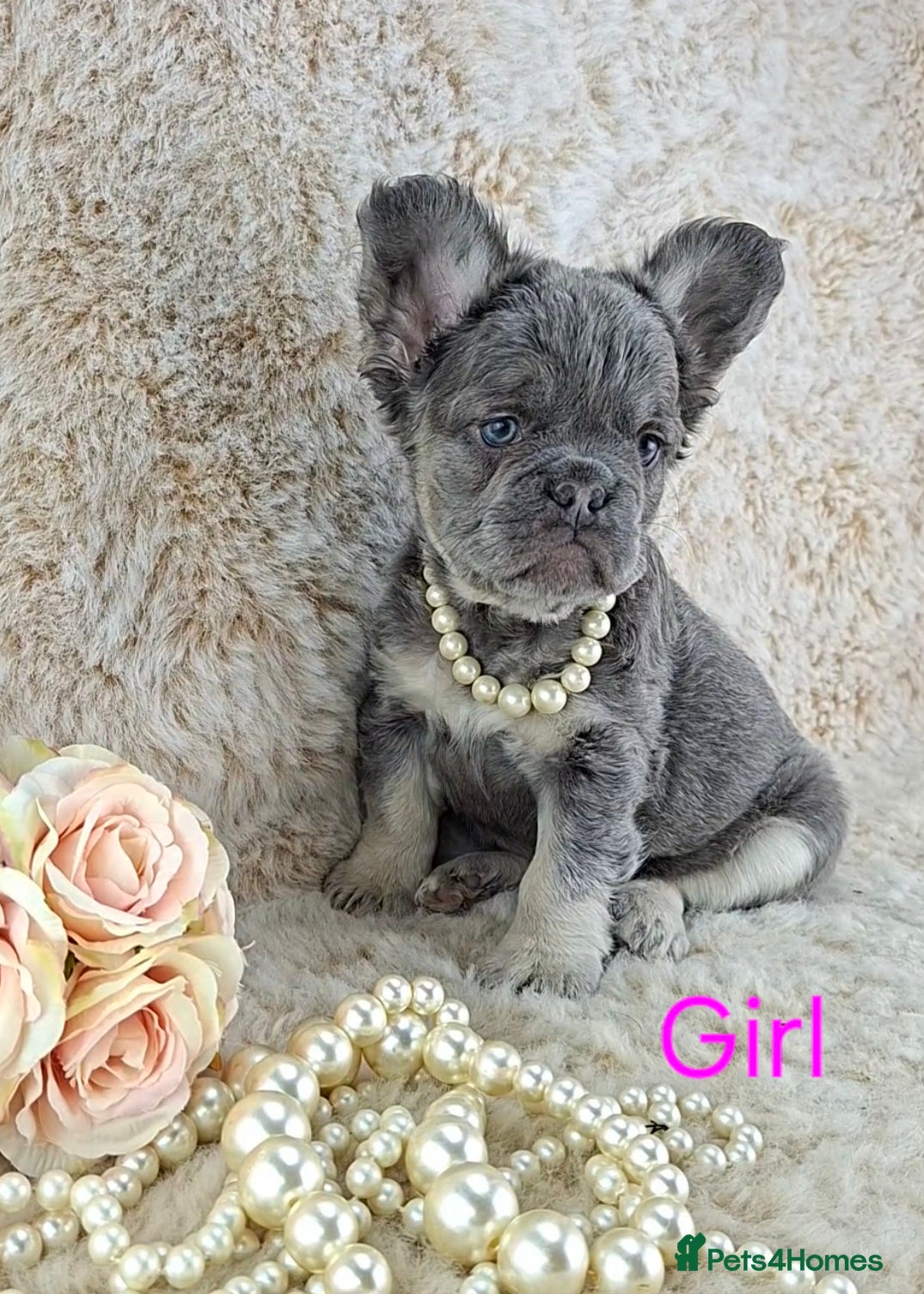 French Bulldog dogs Fluffy Lilac And Tan French Bulldogs  - Advert 1