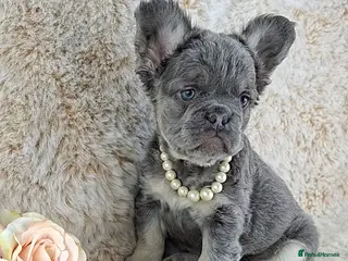 French Bulldog dogs Fluffy Lilac And Tan French Bulldogs - Advert 1