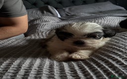 Shih Tzu dogs for sale: Shih zhus puppys - Image 11
