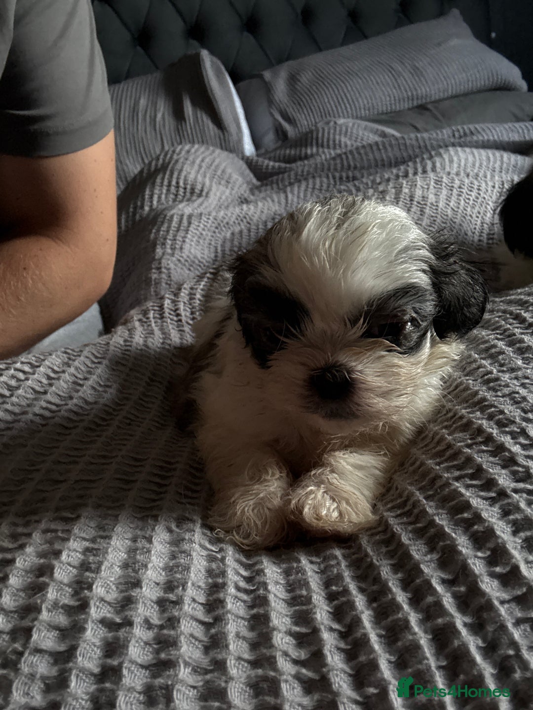 Shih Tzu dogs for sale: Shih zhus puppys - Image 11