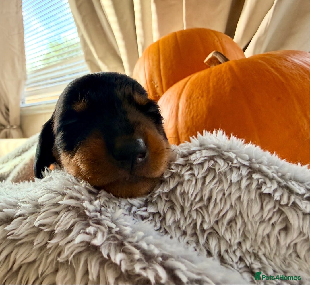 Dachshund dogs for sale: Beautiful mini dachshunds puppies  - Image 9