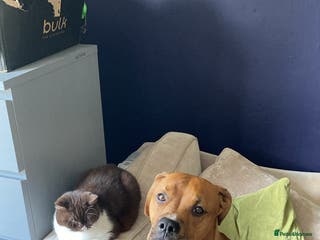 Mixed Breed dogs for stud: Rouge - Advert 1