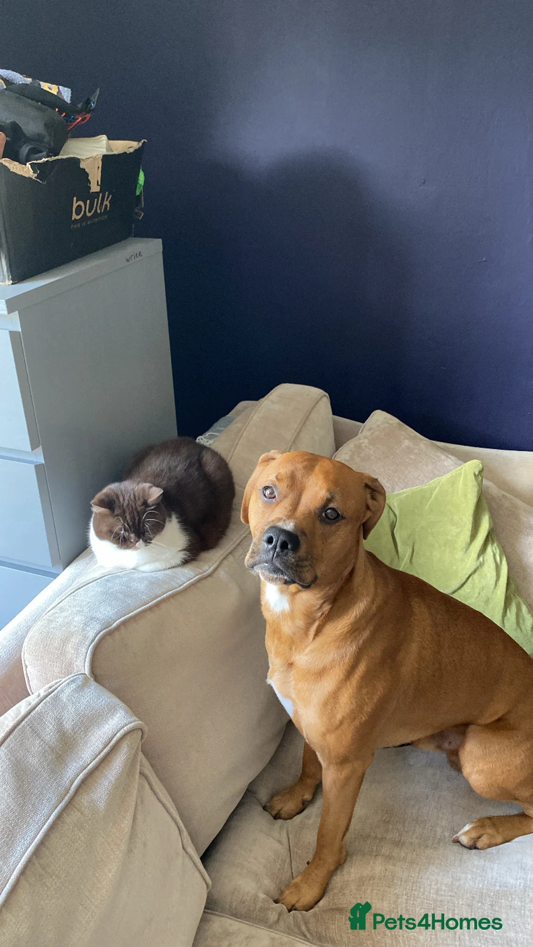 Mixed Breed dogs for stud: Rouge  - Advert 1