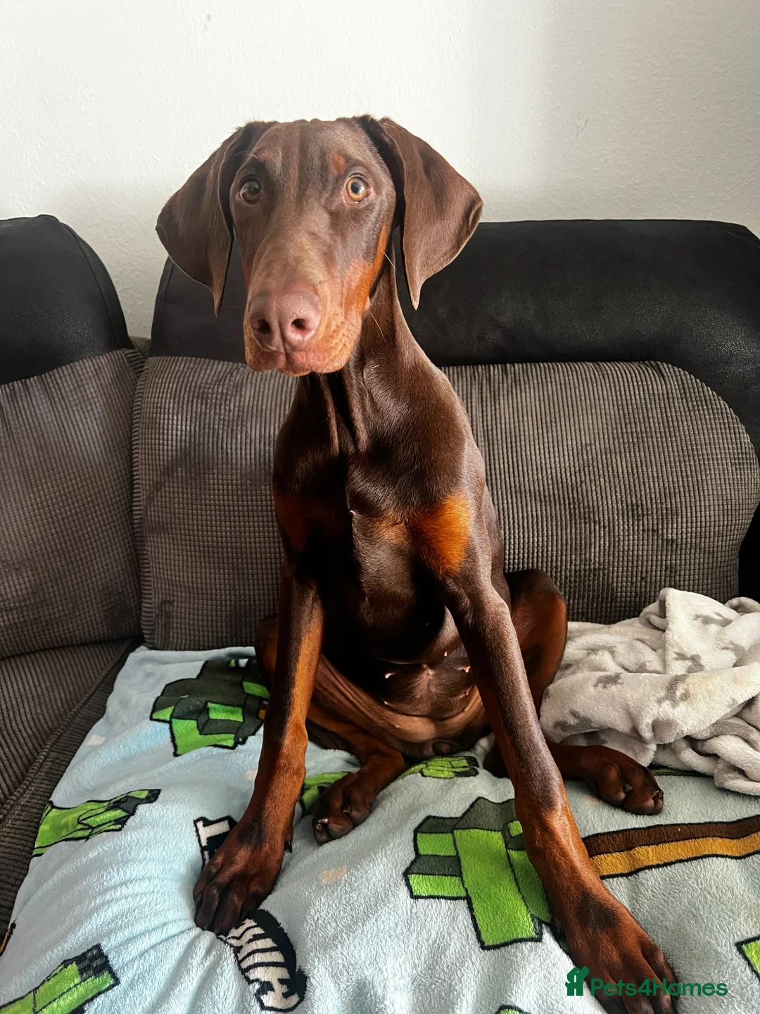 Dobermann dogs for sale: Tanned Female 5 month old Doberman  in Borehamwood - Advert 2
