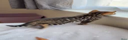 Bengal cats for sale: Beautiful Bengal Kittens🤎 in London - Advert 7