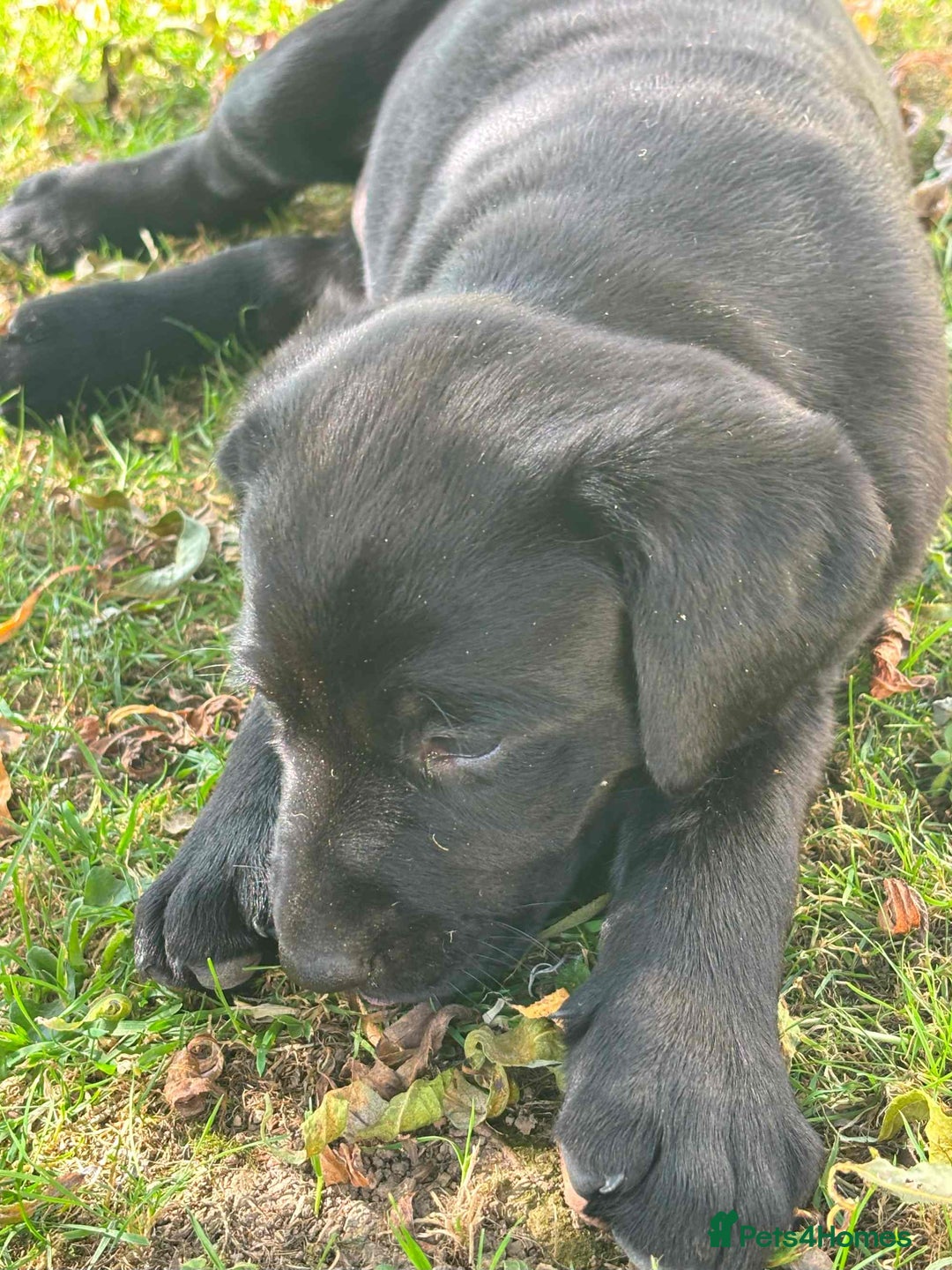 Labrador Retriever dogs for sale: One Beautiful Black Labrador Puppy Available - Image 7
