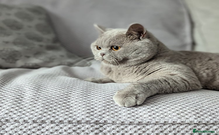 British Shorthair cats in Derby - Advert 6