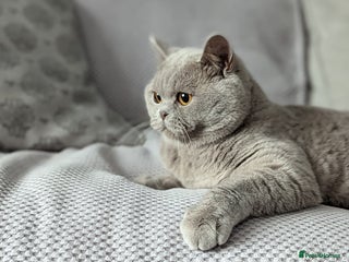 British Shorthair cats Champion BSH Stud in Derby - Advert 14