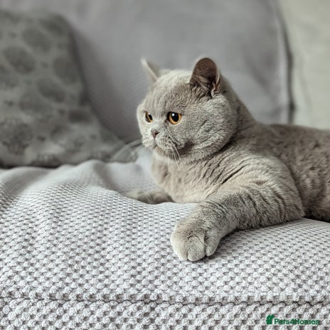 British Shorthair cats Champion BSH Stud in Derby - Advert 16