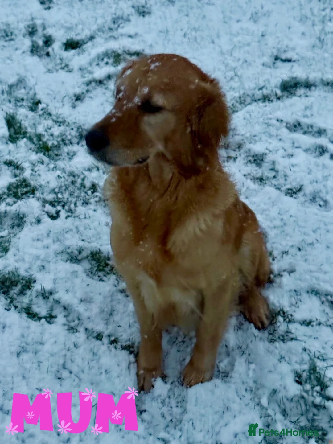 Golden Retriever dogs for sale: KC Dark Golden Retrievers 🧬 Health Tested Parents - Advert 5