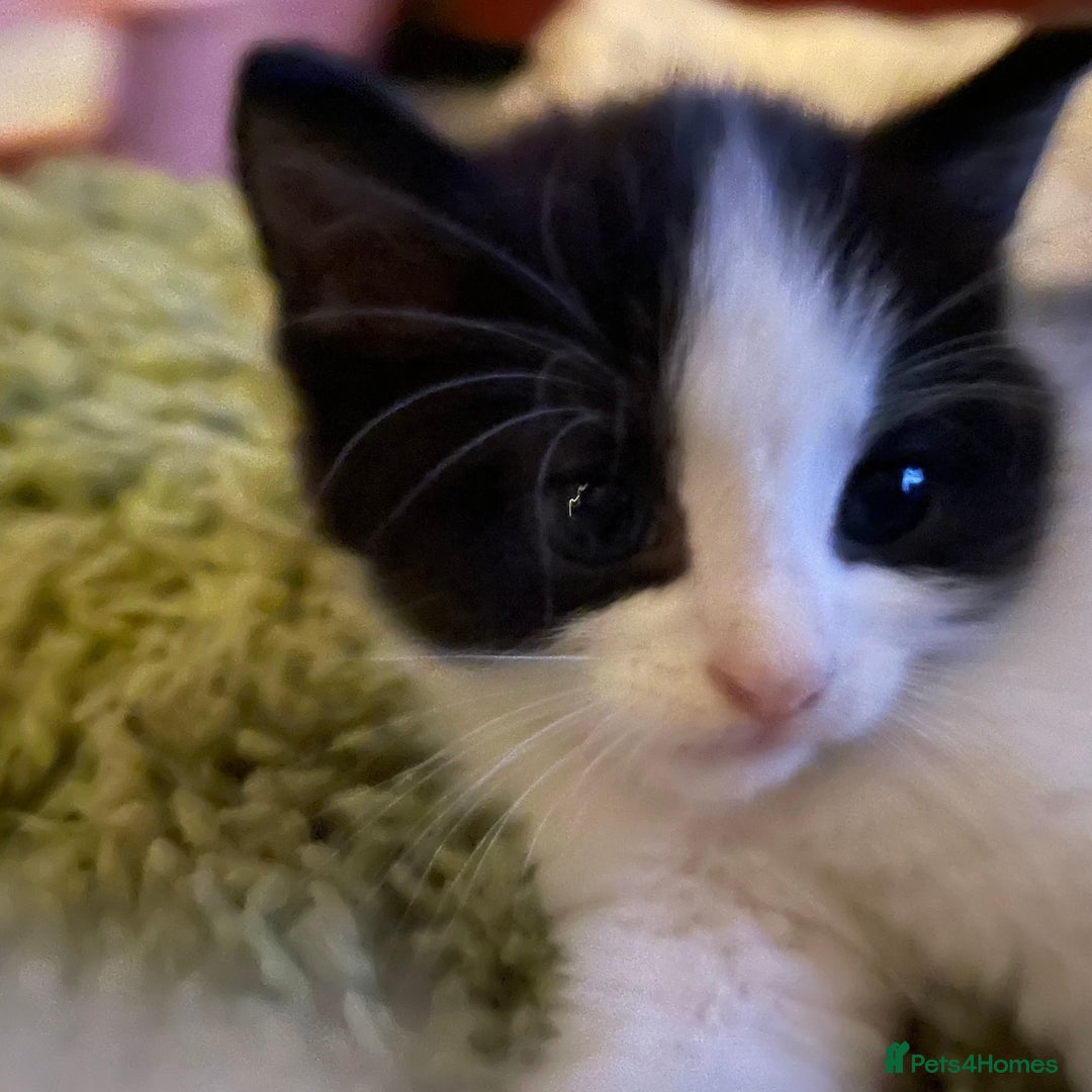 Mixed Breed cats for sale: ⭐️ 🐾🖤 KITTENS, BLACK AND WHITE, BOYS 🐾 ⭐️ - Image 3