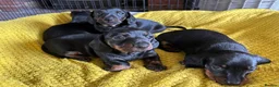 Miniature Dachshund dogs for sale: Superb 5 generation KC pedigree Mini Dachshunds 🐶 - Advert 21