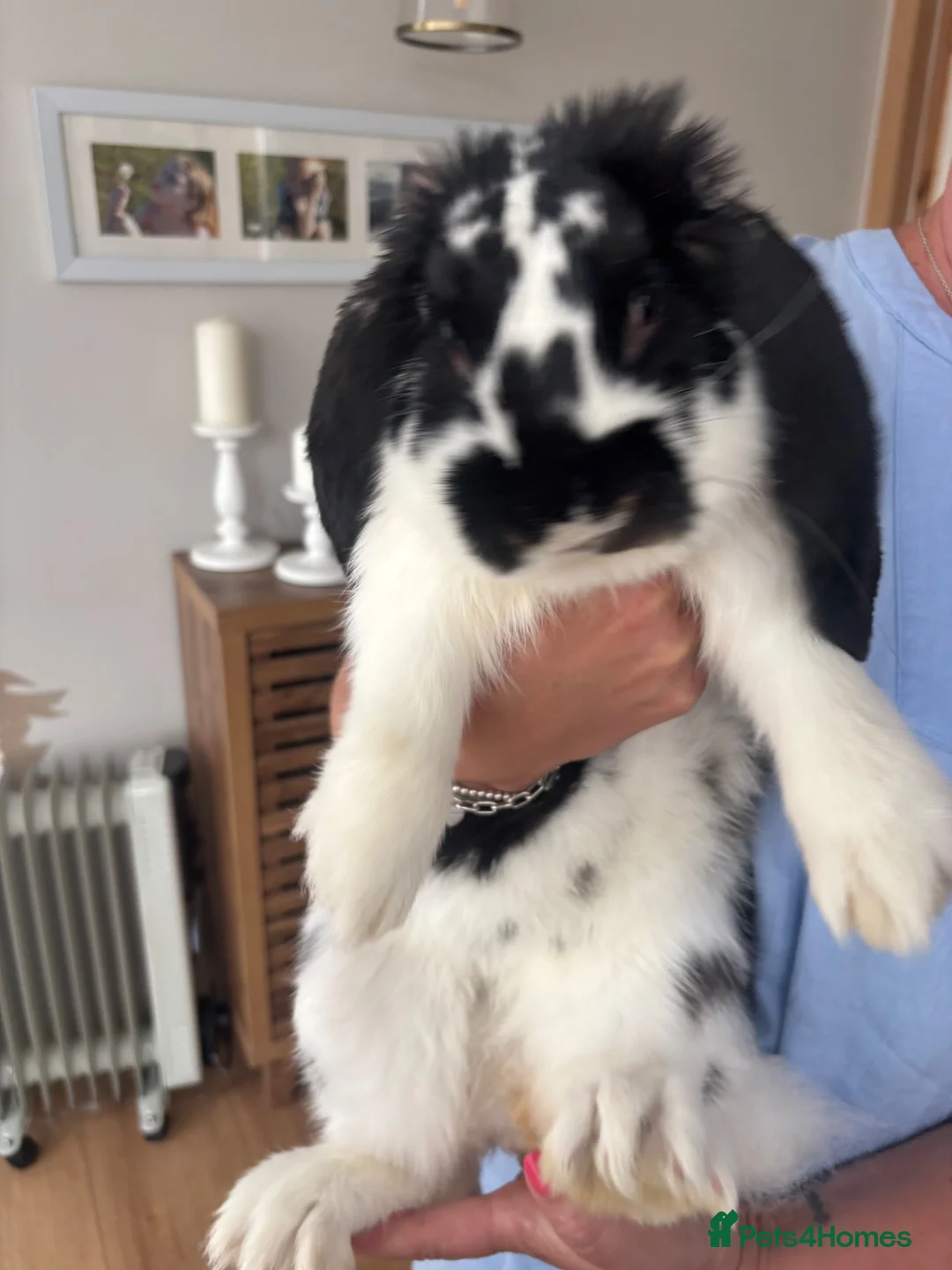 French Lop rabbits for sale: Gorgeous French lop male - Advert 3