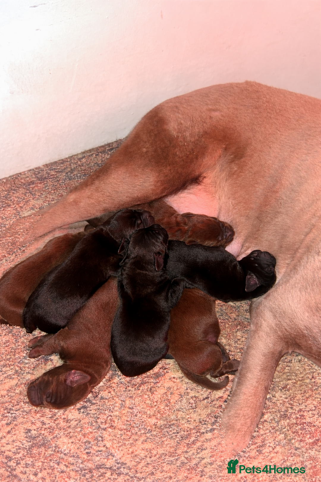 Labrador Retriever dogs for sale: Beautiful Labrador Retriever Puppies KC Registered - Advert 4