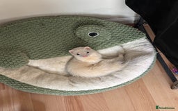 Ferret rodents for sale: White ferret jill looking for a nice home - Image 7