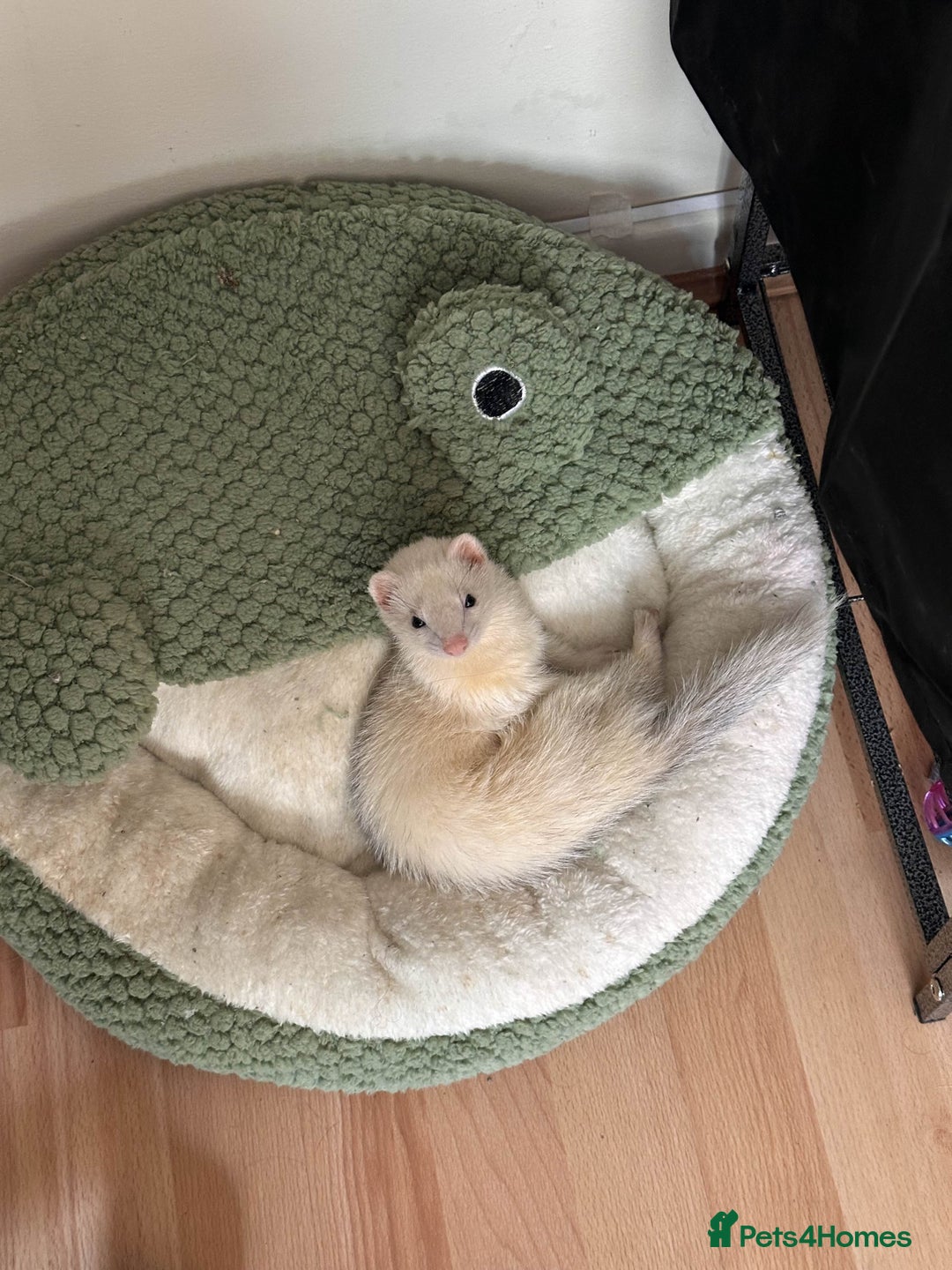 Ferret rodents for sale: White ferret jill looking for a nice home - Image 7