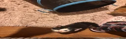Mixed Breed cats for sale: Beautiful kittens - Advert 7