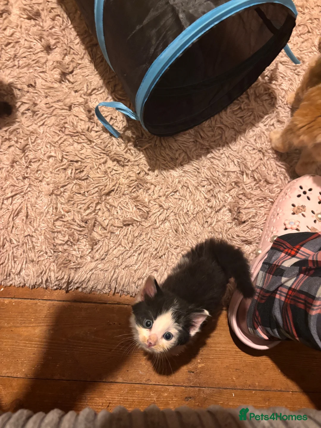 Mixed Breed cats for sale: Beautiful kittens - Advert 7