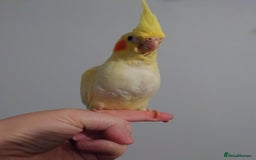 Cockatiels birds for sale: Hand reared silly tame DNA sexed baby cockatiels  - Image 16