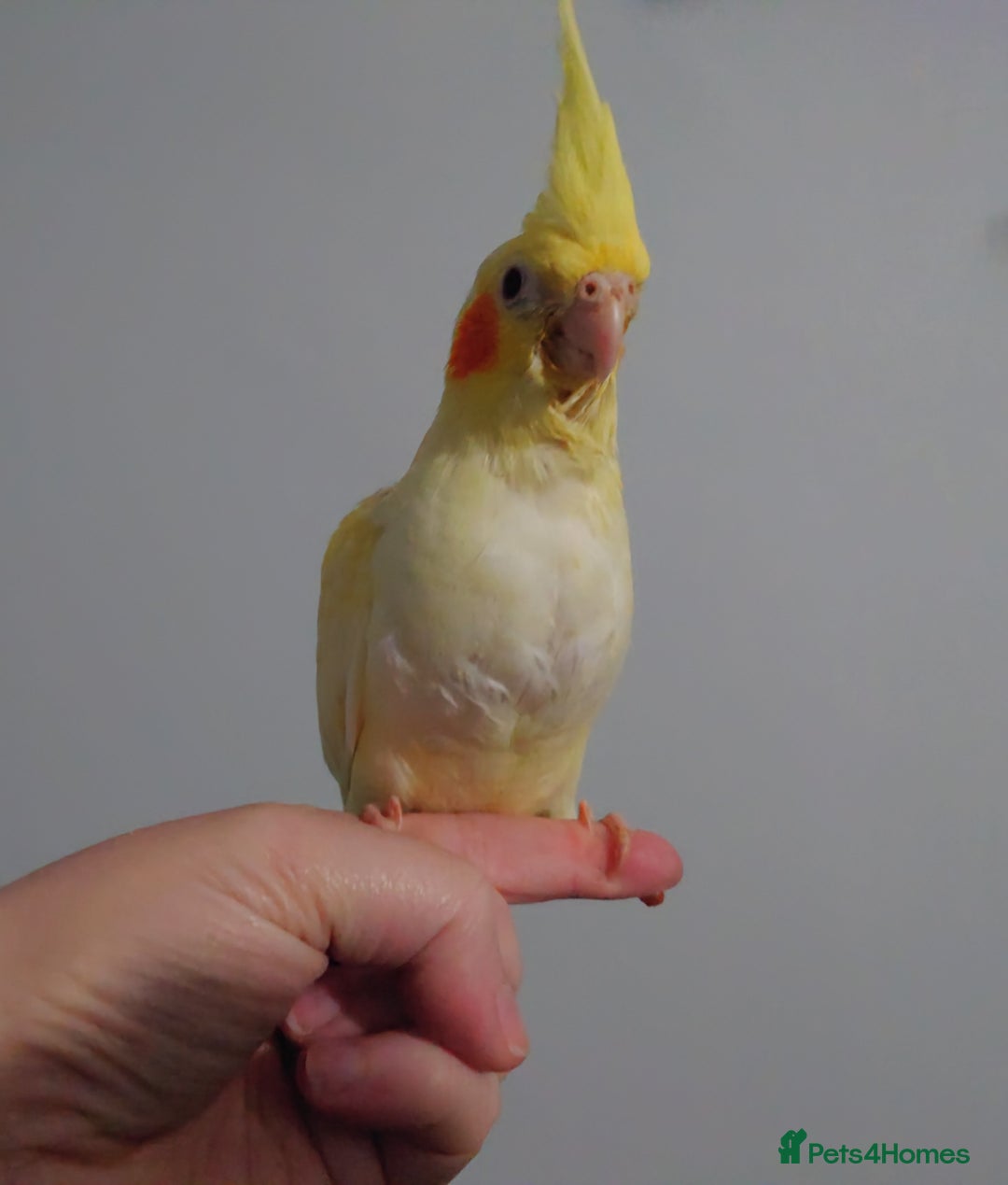 Cockatiels birds for sale: Hand reared silly tame DNA sexed baby cockatiels  - Image 16