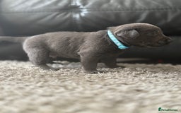 Labrador Retriever dogs for sale: Stunning Charcoal Labrador puppies - Image 12