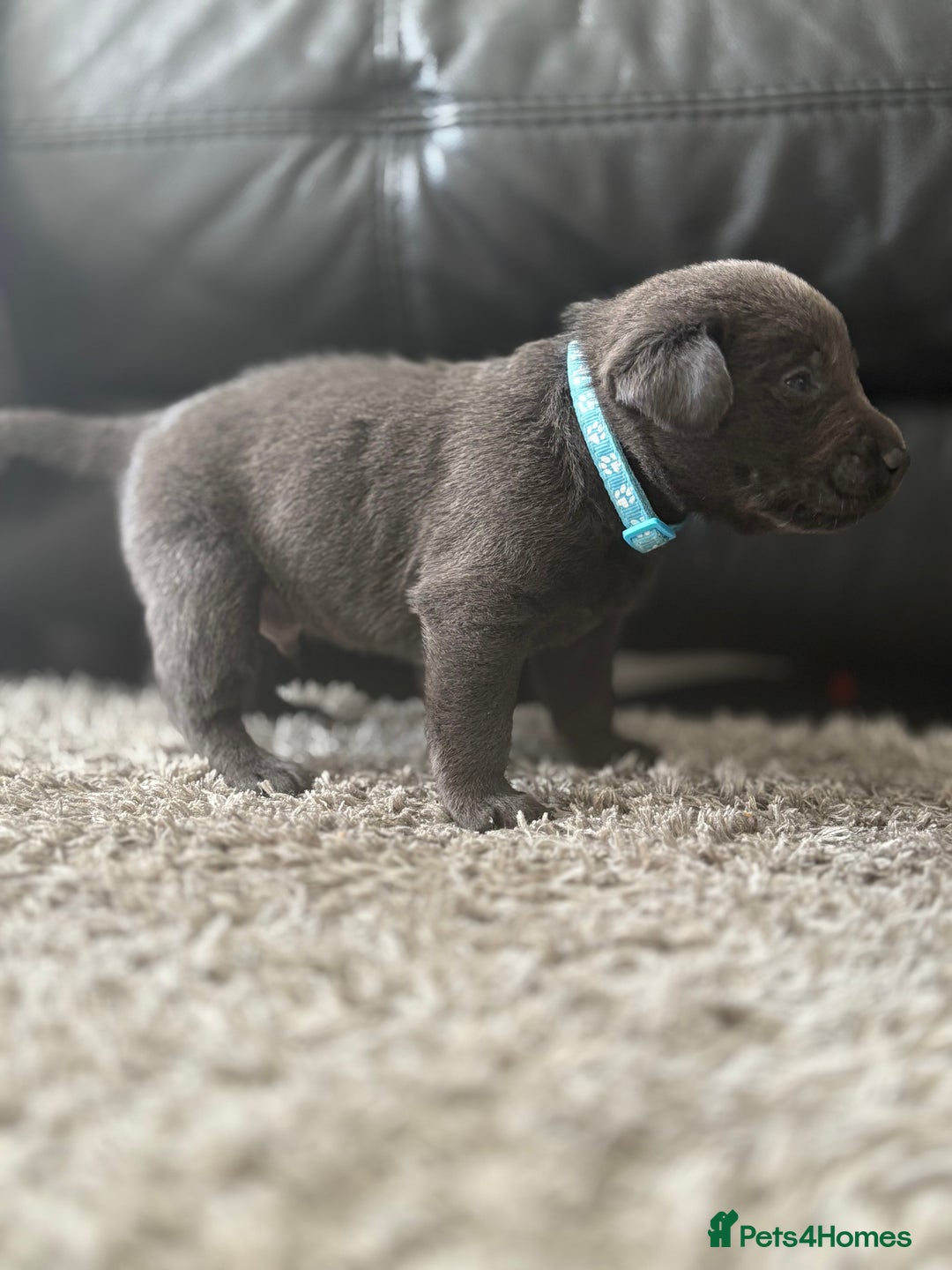 Labrador Retriever dogs for sale: Stunning Charcoal Labrador puppies - Image 12