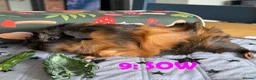 Guinea Pig rodents for sale: Various Guinea Pigs - Ready Now - Advert 17