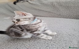British Shorthair cats for sale: Silver Tabby kittens  in Rochester - Image 8