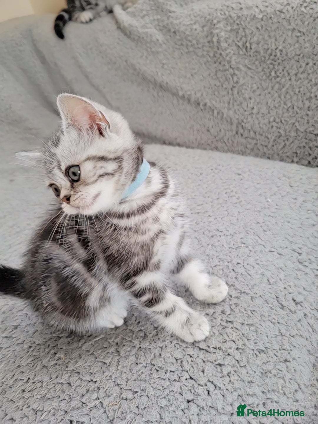 British Shorthair cats for sale: Silver Tabby kittens  in Rochester - Image 8