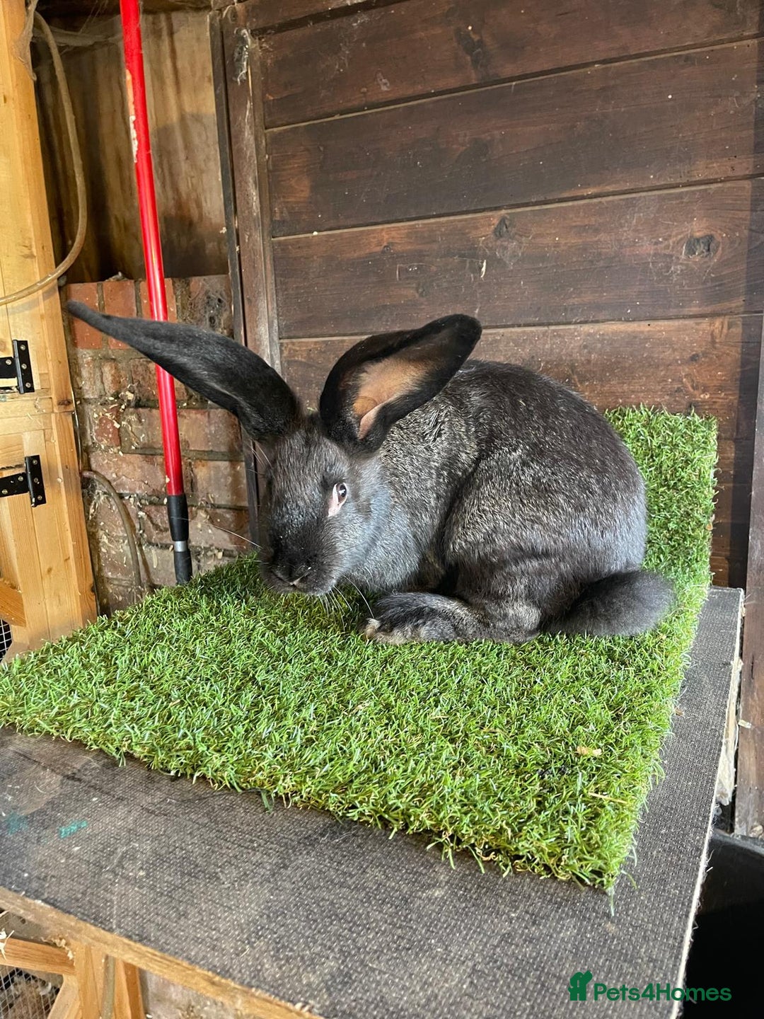 Continental Giant rabbits for sale: Continental giant bucks - Advert 4