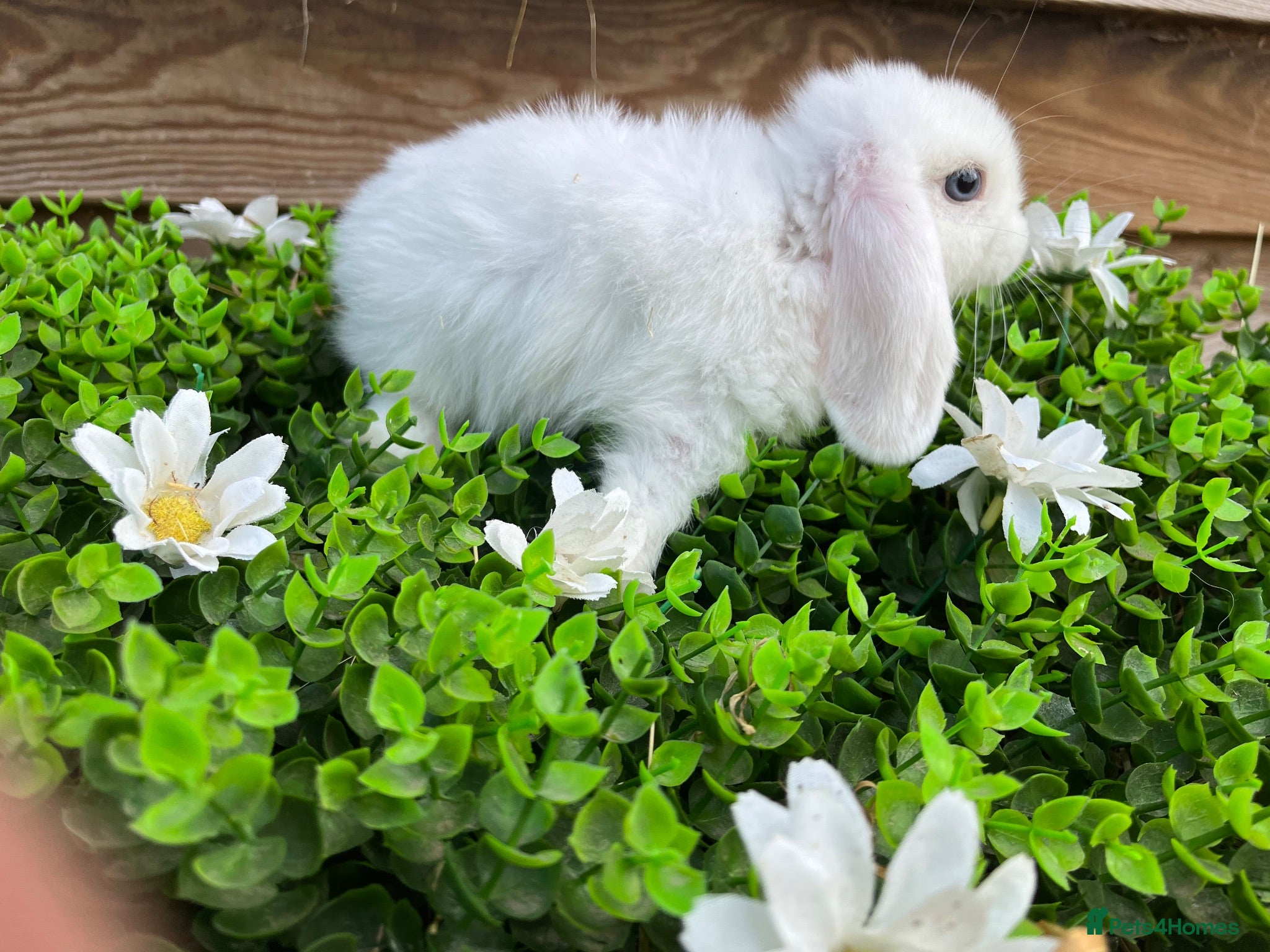 Mini Lop rabbits Gorgeous pure Mini lops  - Advert 2