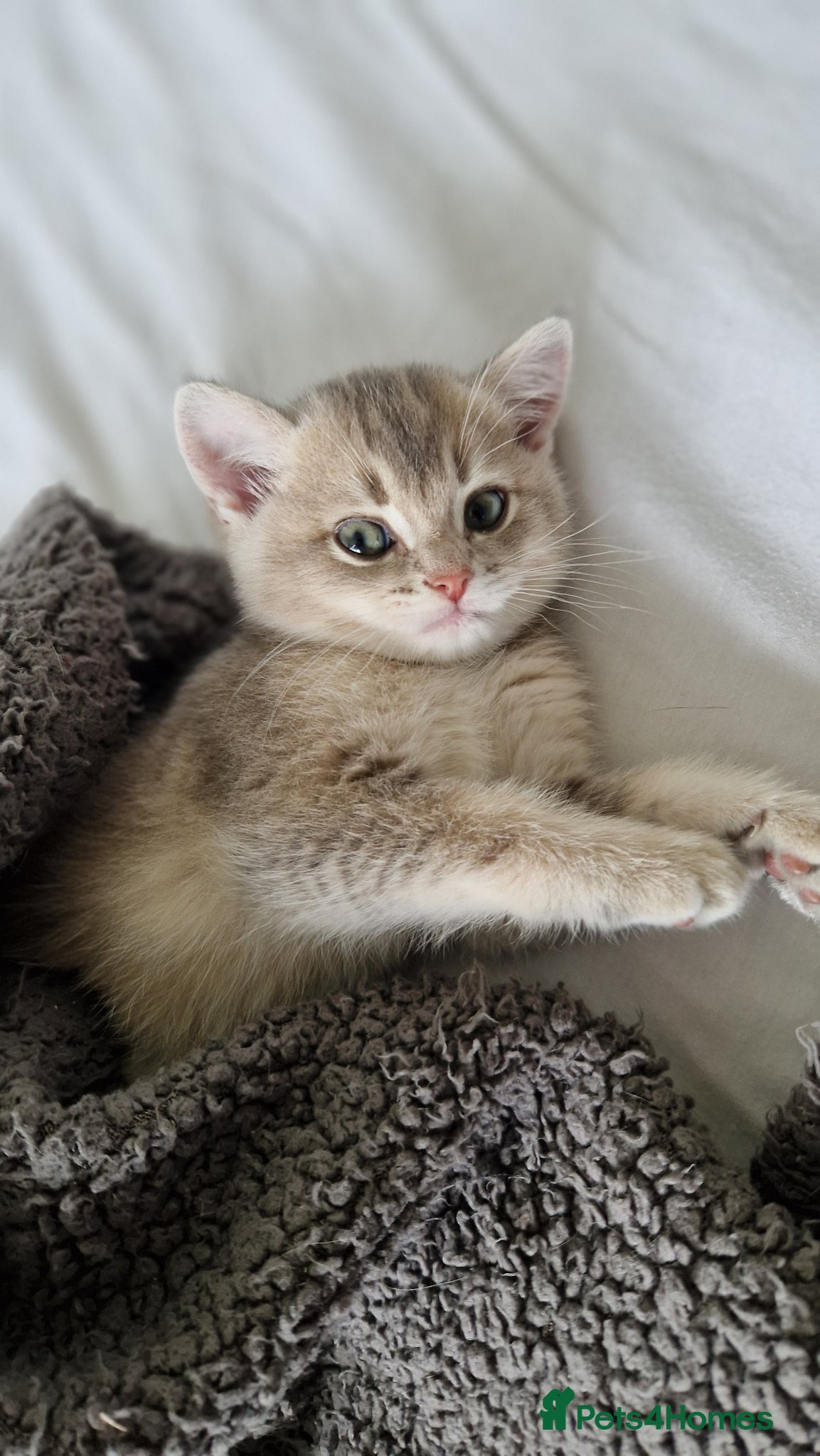 British Shorthair cats Reduced BritishShorthair🐾 Kittens🐾 - Advert 14